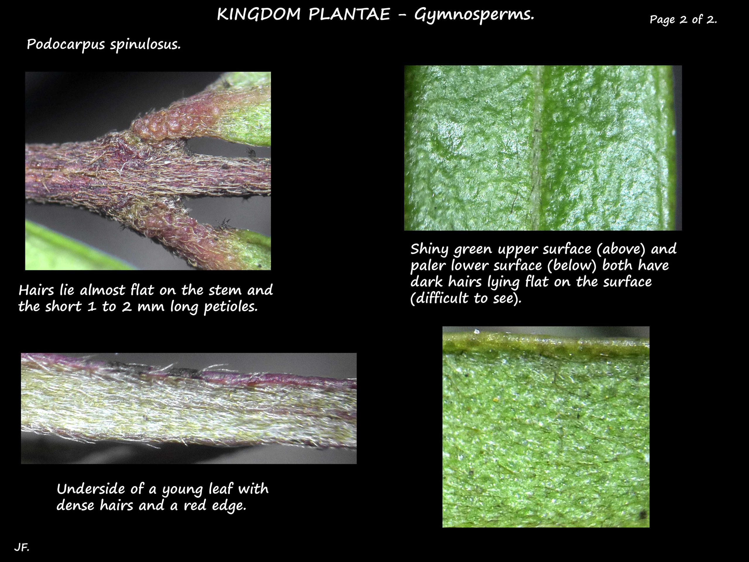 2 Leaf hairs on Podocarpus spinulosus